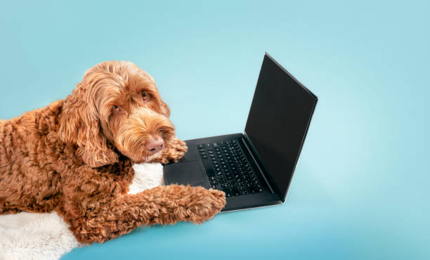 Fluffy brown or orange female Labradoodle dog is looking up at the camera with paws on notebook. Animals and pets using technology. Selective focus.